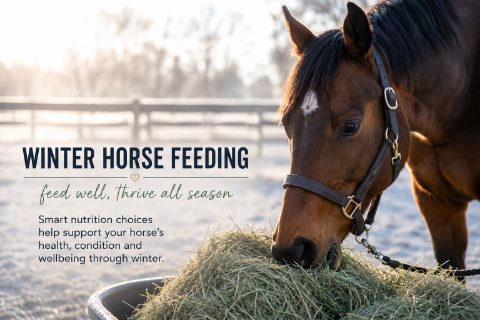 WINTER HORSE FEEDING: WHAT I FOCUS ON AS AN EQUINE NUTRITIONIST